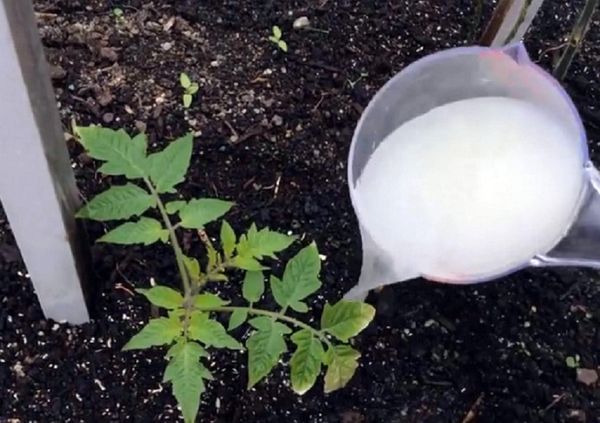  Le temps passé à nourrir les semis est très important