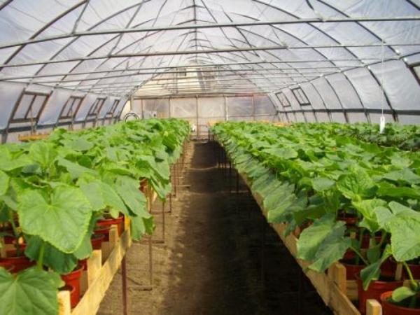  Dans la serre peut être cultivé comme un hybride de brousse compacte, et les variétés habituelles de courgettes