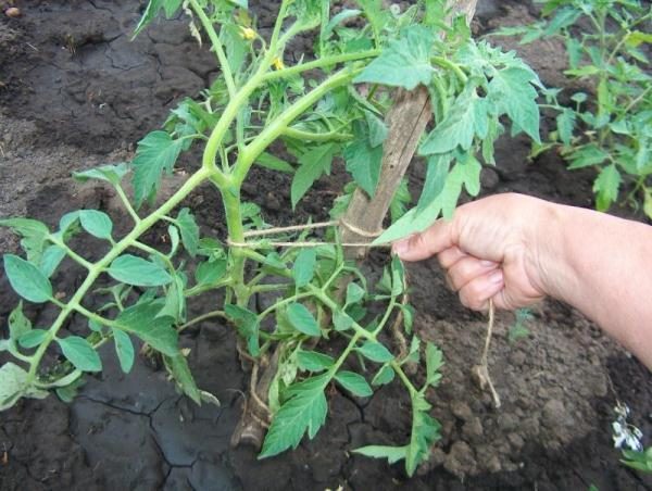  Les arbustes à la tomate et au romarin sont grands, par conséquent les jarretières ont besoin