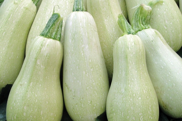  Die Sorte ist mittelfrüh, sehr ertragreich, das durchschnittliche Fruchtgewicht beträgt 1,5 kg