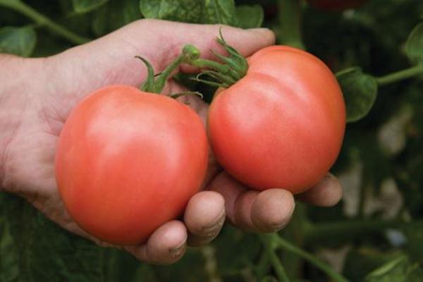  Tomaten-Torbay