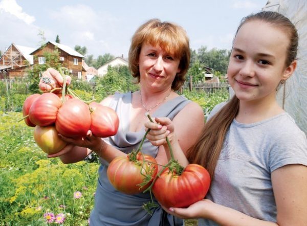  La taille du coeur de la vache aux fruits