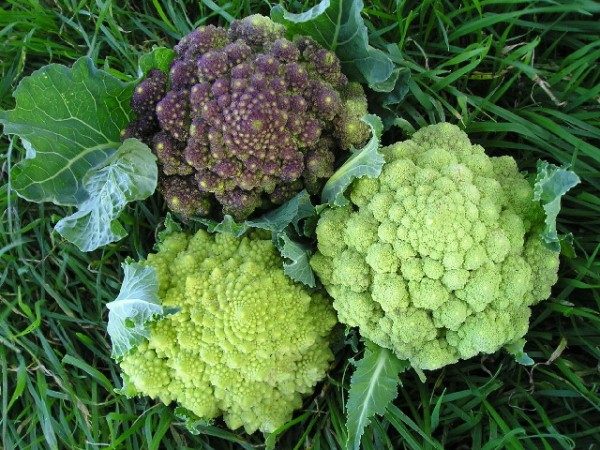  Eine gute Ernte von Kohl Romanesco kann in Böden mit einer alkalischen Umgebung erzielt werden