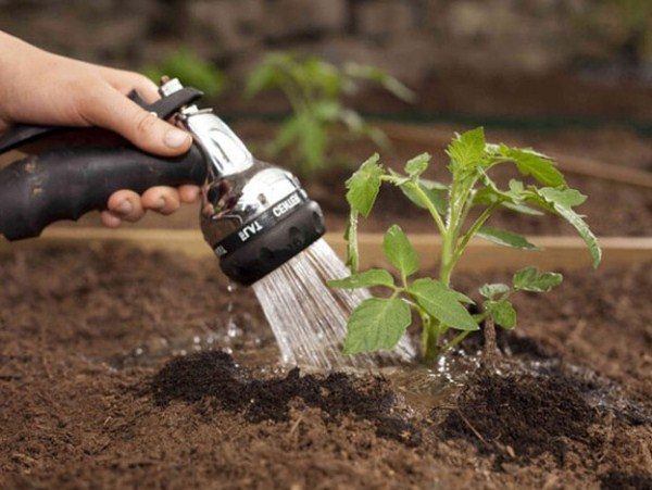  Après la plantation, les plants de banane doivent être arrosés à la racine.