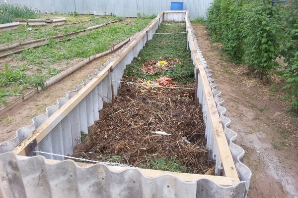  Il est conseillé de faire pousser des courgettes dans des lits chauds ou des tas de compost.