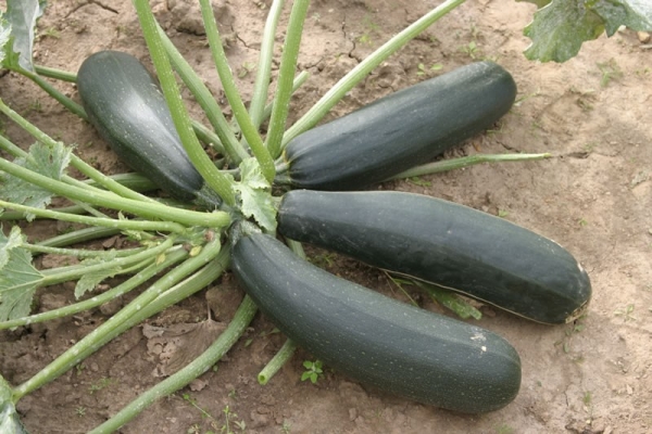  Beschreibung und Eigenschaften einer schönen schwarzen Zucchini