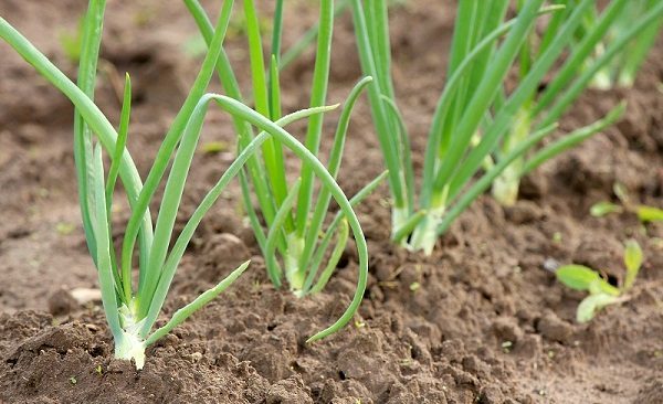  La bonne façon de planter un arc de navet à partir de sevka