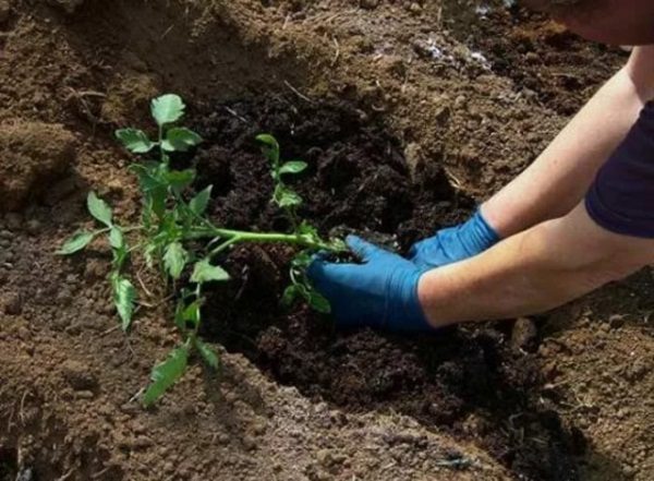  Es ist nicht nötig, die Sämlinge der Tomate tief zu vertiefen, der Basalhals kann nicht mehr als 3 cm vertieft werden