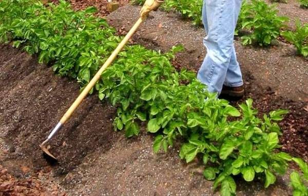  Assouplissement et hilling des plates-bandes de pommes de terre