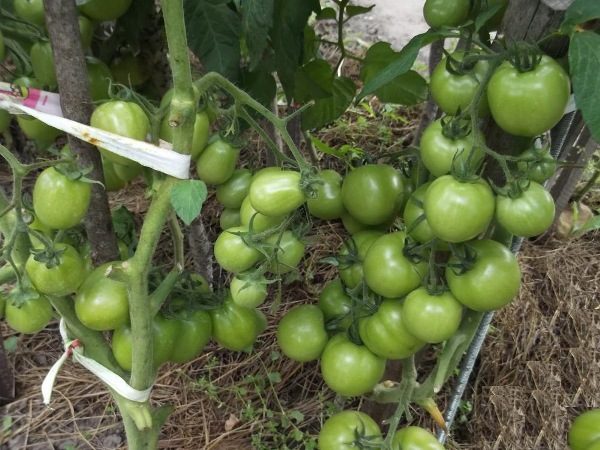  Tomate Torbay f1 unterscheidet sich vom Strauch mit bestimmendem Strauch