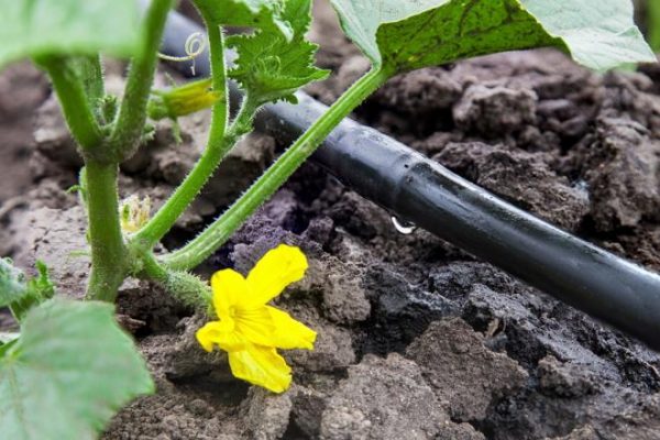  Pour que le système racinaire se développe normalement, l'humidité du sol sous les concombres devrait être maintenue à 80%.