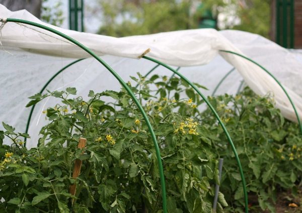  Wachsende Tomaten in einem Gewächshaus