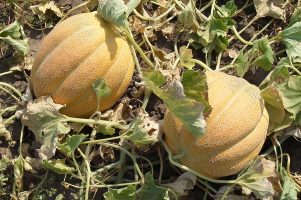  Description et caractéristiques de la variété de melon Ethiopka, plantation, culture et entretien