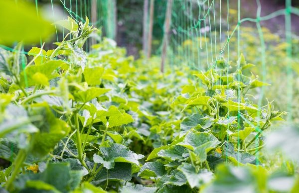  Nachdem die Triebe der Gurken etwa 15 cm hoch sind, müssen Sie mit den eigenen Händen beginnen, die oberen Blütenblätter an der unteren Linie des Gitters anzubringen