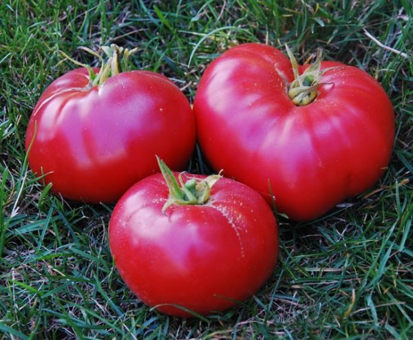  Reife und saftige Tomaten Mexiko