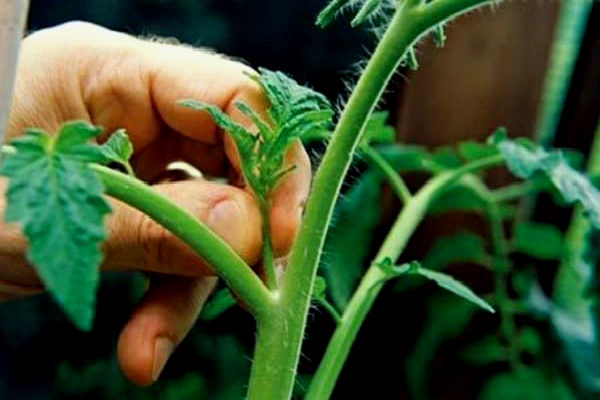  Die Tomaten von Big Mommy brauchen nicht pasynkovaya, aber die rechtzeitige Entfernung überschüssiger Triebe erhöht die Ernte