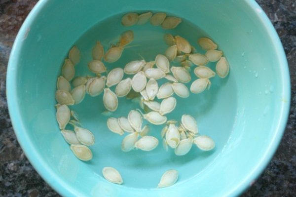  Faire tremper les graines de courgette avant de planter