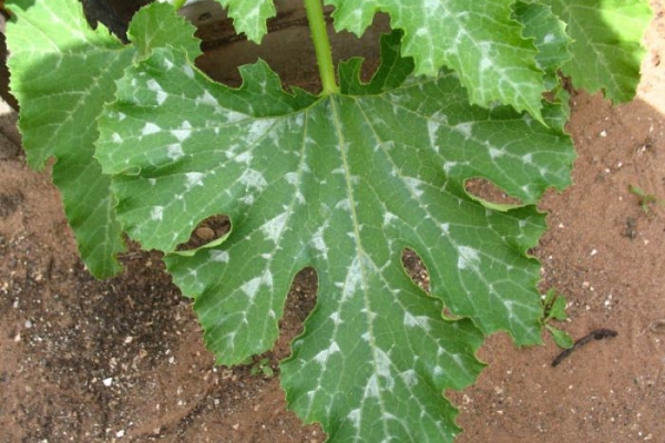  Rosée farineuse sur feuilles de courgette