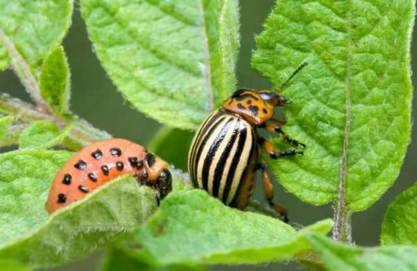  Doryphore et larve