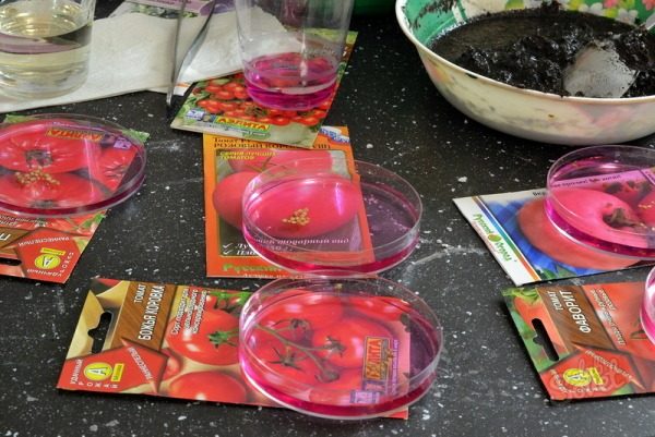  Désinfecter les graines de tomates avant la plantation