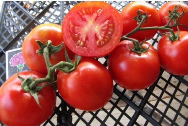  Rätseltomaten eignen sich ideal für Salate, Saucen und sehr gut zum Einlegen von ganzen Früchten