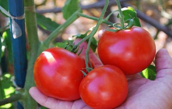  Poupée grade tomate