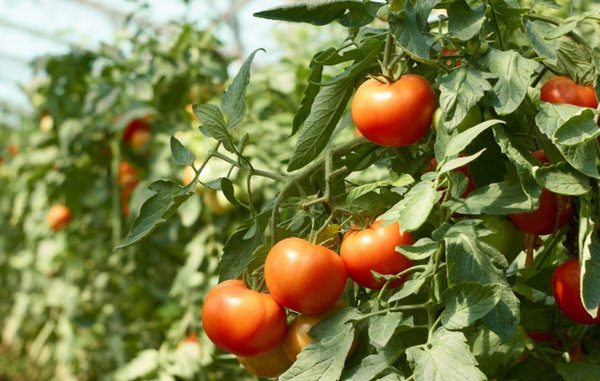  Früher reifer Tomatengrad Puppe