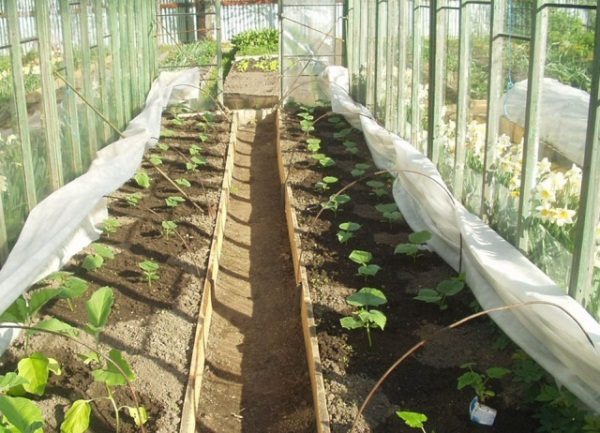  Les plants de courgettes, qui ont atteint l'âge de 20-25 jours, sont passés dans la serre pour s'installer définitivement