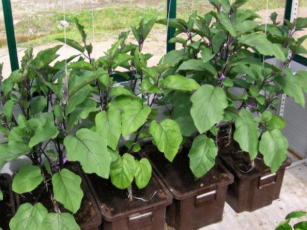  Les plants d’Aubergine Black Beauty avant la plantation ont peut-être déjà une couleur