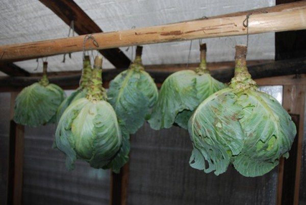  Kohllagerung Überwintern in der Schwebe