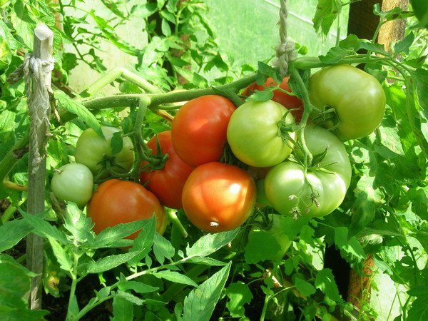  Beim Anbau von Tomaten sinken das Wunder des Marktes im Gewächshaus