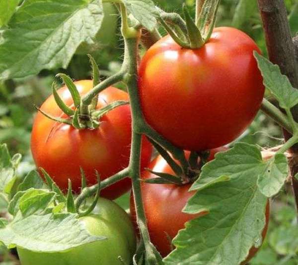  Tomate Léopold