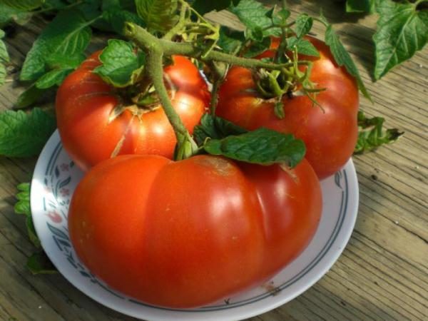  Tomaten aus Khlebosolny zeichnen sich durch hohes Fruchtgewicht und exquisiten Geschmack aus.