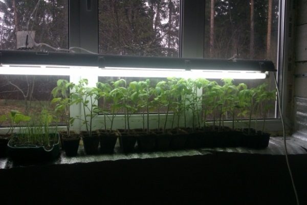  Avec un manque de soleil pour la chambre tomates éclairage supplémentaire est équipé