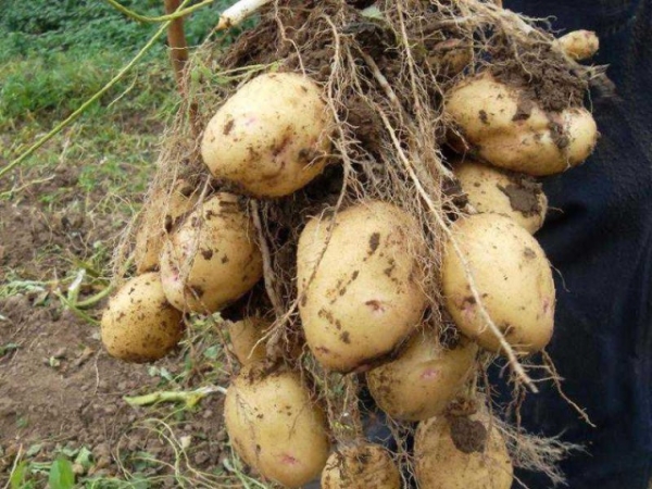  Sie zeichnet sich durch hohe Erträge aus, Sie können etwa ein Dutzend mittlere und große Knollen aus einem Busch bekommen.