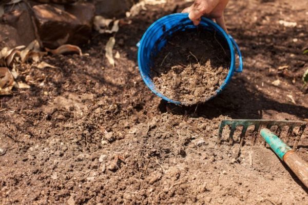  Die Vorbereitung des Bodens zum Anpflanzen von Tomaten sollte im Herbst beginnen