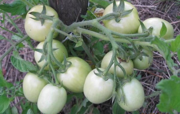  La maturation des tomates Countryman a lieu 95 à 100 jours après la plantation des semences.