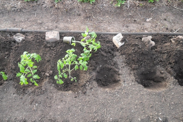  Avant la plantation, les plantules sont durcies, plantées dans le sol selon le schéma 70 × 30