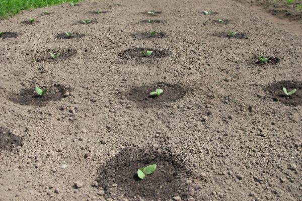  Les courges peuvent être cultivées en bande ou de manière imbriquée