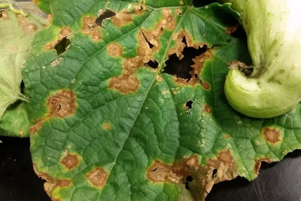  Anthracnose auf Zucchiniblättern