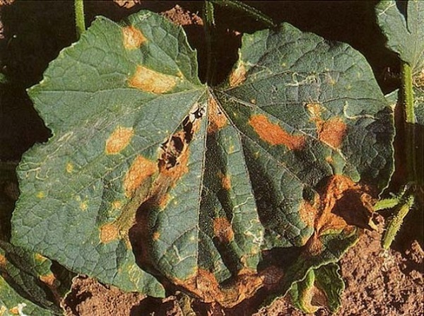  Anthracnose