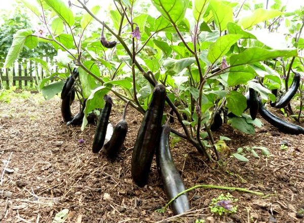  Cultiver des aubergines en plein champ