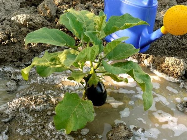  Avant la floraison, l’arrosage est effectué avec de l’eau séparée 1 à 2 fois par semaine.