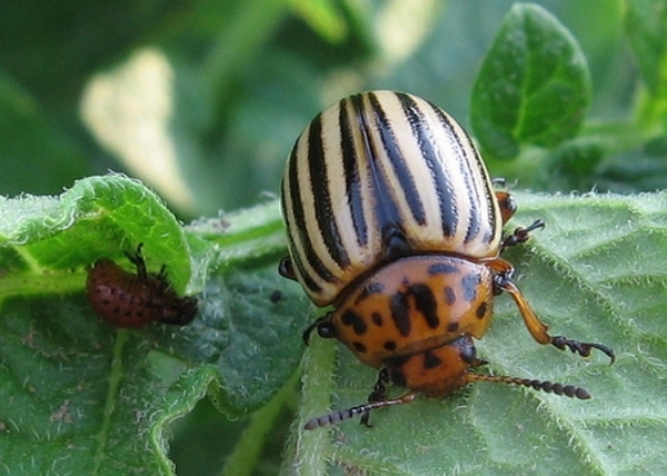  Doryphore sur aubergines