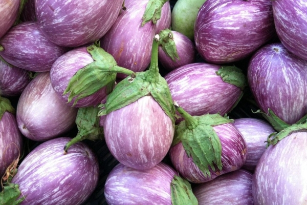  Aubergine ist eine an Vitaminen und Mineralien reiche Beere und gehört zur Familie der Nachtschattengewächse.