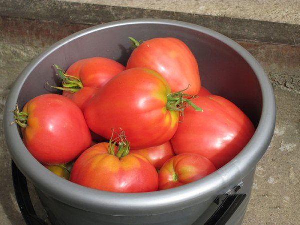  Die Ernte von Tomaten-Mazarini wird während der gesamten Saison durchgeführt, während die Früchte reifen