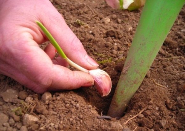  In Sibirien wird der Frühlingsknoblauch so früh wie möglich ab Ende April gepflanzt