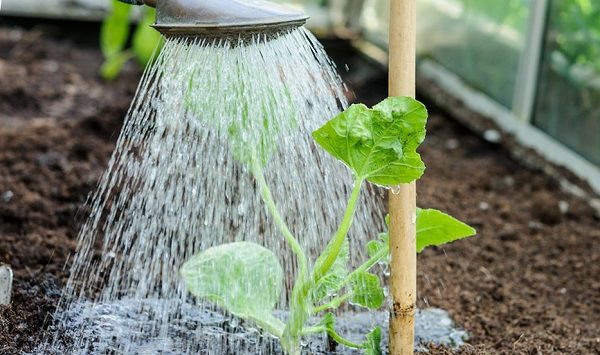  Arrosage des plants de melon fraîchement plantés