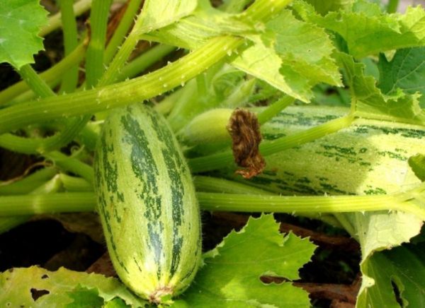  Squash im Gewächshaus