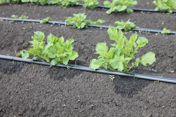  L'arrosage est recommandé goutte à goutte, besoin d'arrosage et de relâchement